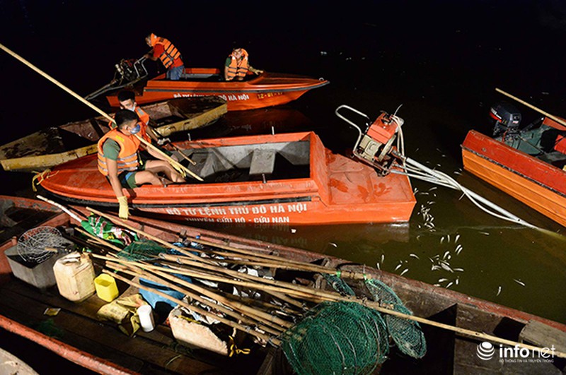 200 tấn cá chết ở Hồ Tây được đưa đi đâu? - ảnh 2