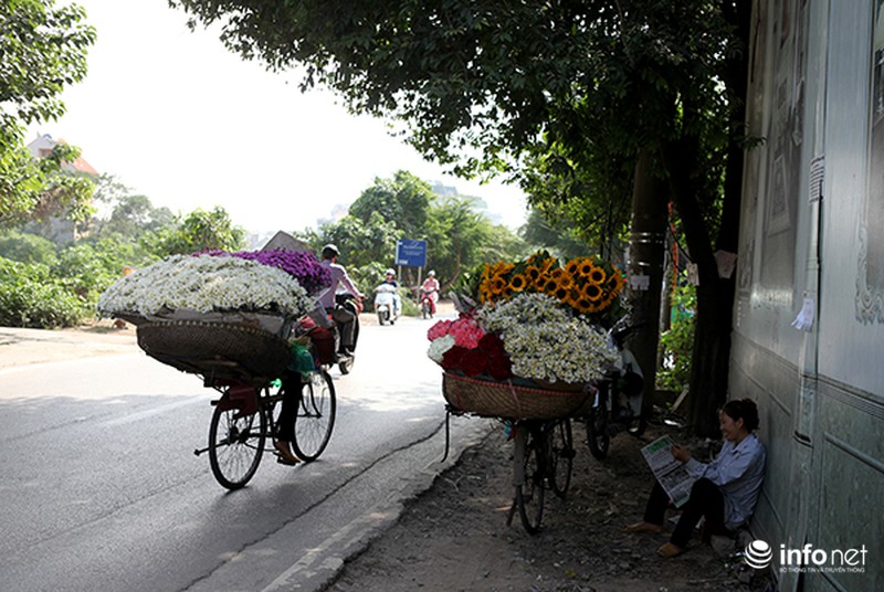 Ngắm cúc họa mi đầu mùa trên phố phường Thủ đô - ảnh 5