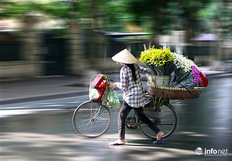 Ngắm cúc họa mi đầu mùa trên phố phường Thủ đô - ảnh 6