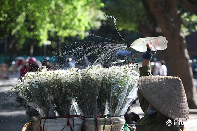 Ngắm cúc họa mi đầu mùa trên phố phường Thủ đô - ảnh 7