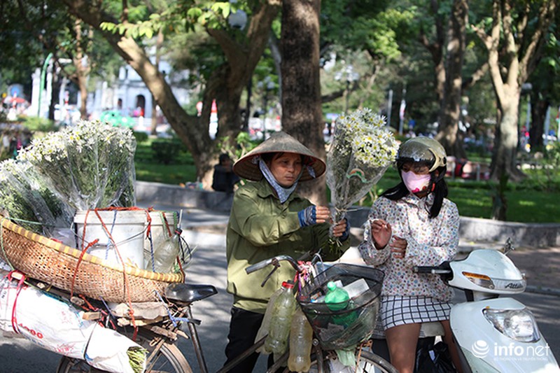 Ngắm cúc họa mi đầu mùa trên phố phường Thủ đô - ảnh 10