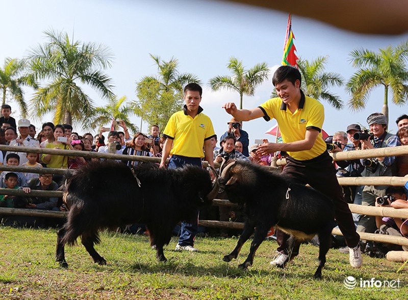 Dở khóc, dở cười khi xem chọi dê - ảnh 7