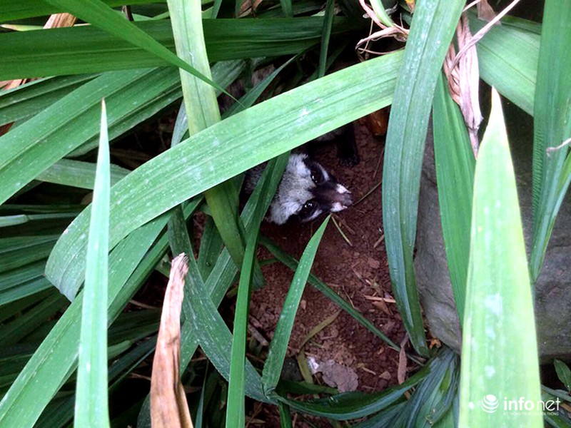 Cá thể cầy Vòi Hương lạc vườn nhà cố Đại Tướng Võ Nguyên Giáp được cứu giúp - ảnh 2