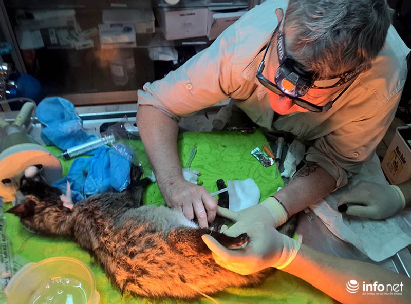 Cá thể cầy Vòi Hương lạc vườn nhà cố Đại Tướng Võ Nguyên Giáp được cứu giúp - ảnh 3