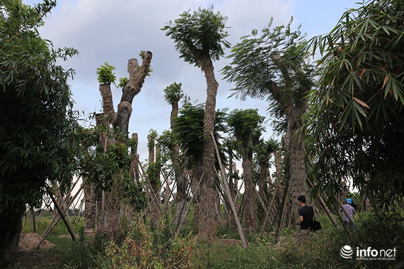 95% số cây cổ thụ được di dời trên đường Kim Mã đã