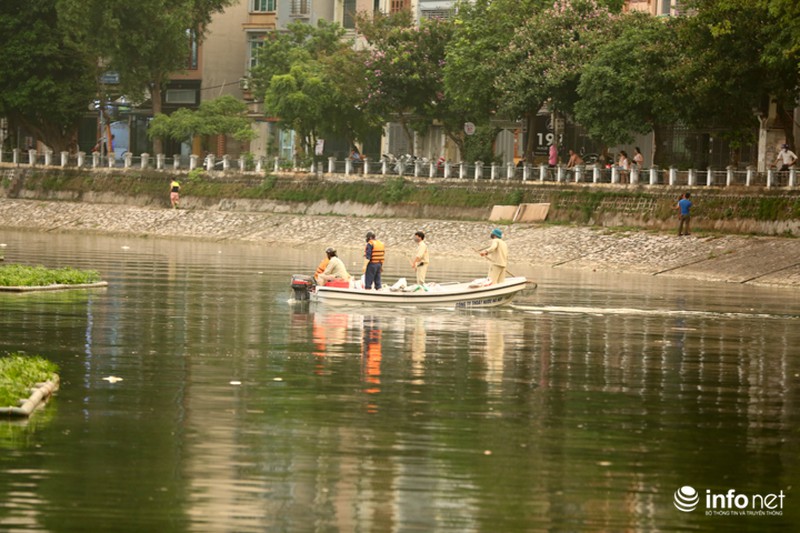 Hà Nội: Sau đúng 1 năm, cá lại chết trắng mặt hồ Hoàng Cầu - ảnh 4