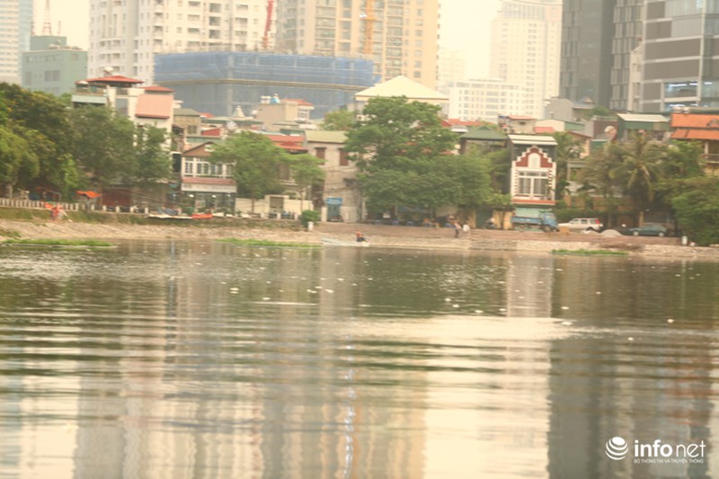 Hà Nội: Sau đúng 1 năm, cá lại chết trắng mặt hồ Hoàng Cầu - ảnh 7