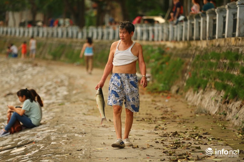 Hà Nội: Sau đúng 1 năm, cá lại chết trắng mặt hồ Hoàng Cầu - ảnh 8