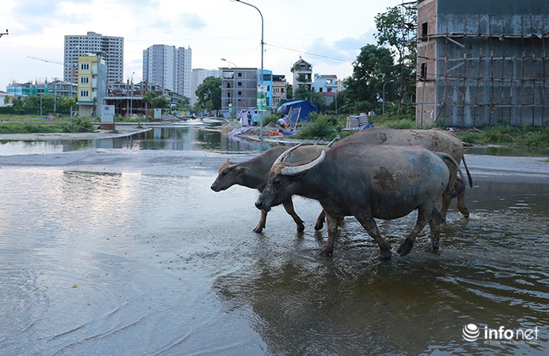 Đường ngập thành sông giữa Thủ đô, người dân mua vịt về...chăn thả - ảnh 8