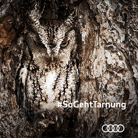 Audi A5 Coupe lộ ảnh chuẩn bị cho ngày ra mắt - ảnh 5