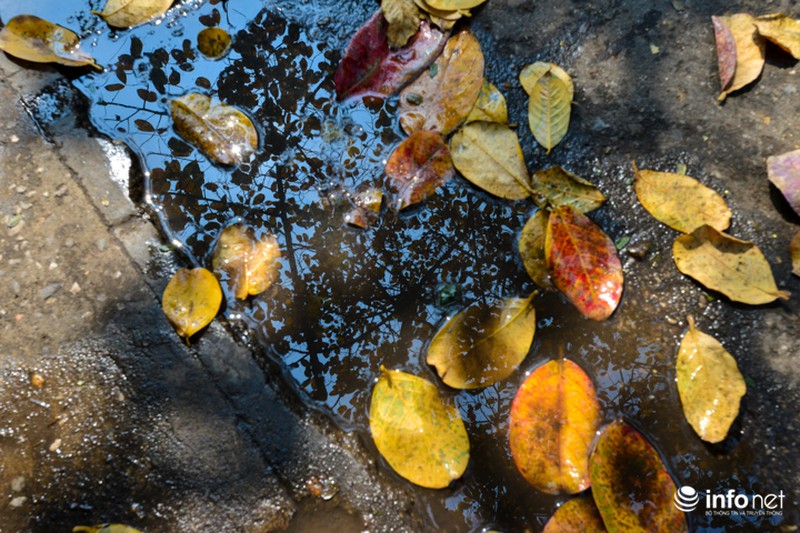 Hà Nội... mùa lá bay - ảnh 8