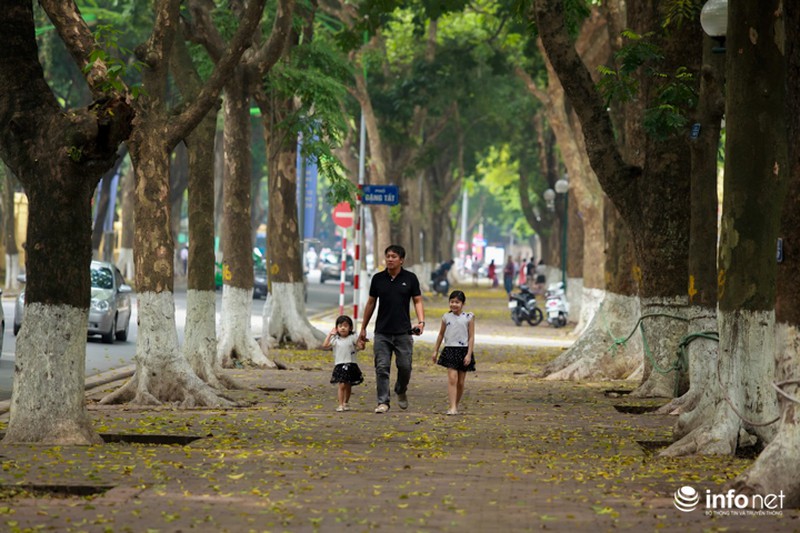 Hà Nội... mùa lá bay - ảnh 12