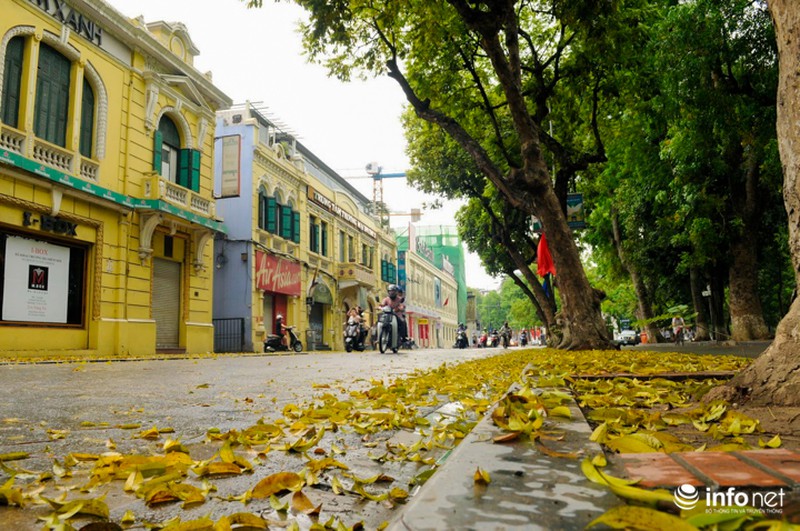 Hà Nội... mùa lá bay - ảnh 4