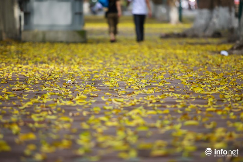 Hà Nội... mùa lá bay - ảnh 6