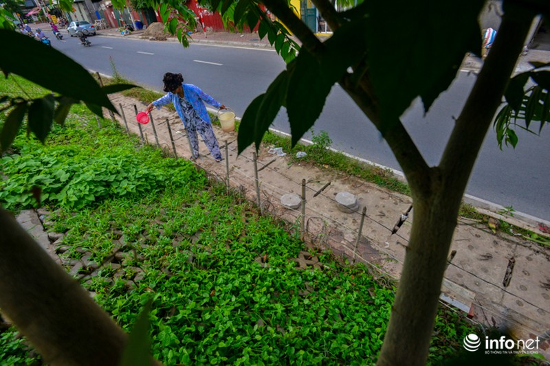 Người Hà Nội trồng rau trong hộc đá, bờ kè như ruộng bậc thang - ảnh 6
