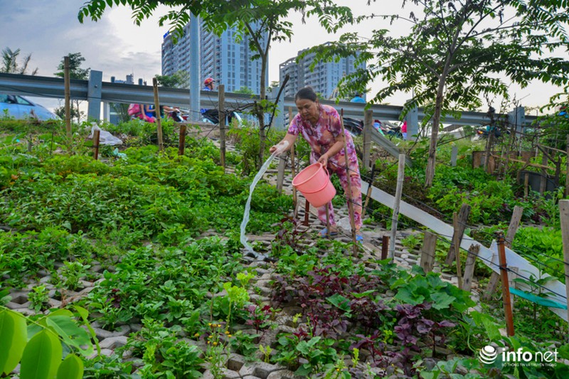 Người Hà Nội trồng rau trong hộc đá, bờ kè như ruộng bậc thang - ảnh 7