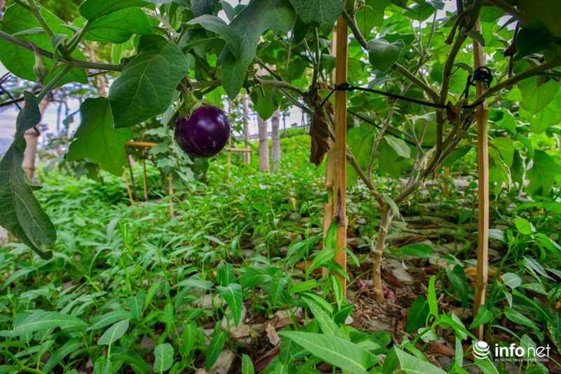 Người Hà Nội trồng rau trong hộc đá, bờ kè như ruộng bậc thang - ảnh 8