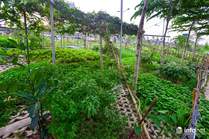 Người Hà Nội trồng rau trong hộc đá, bờ kè như ruộng bậc thang - ảnh 9