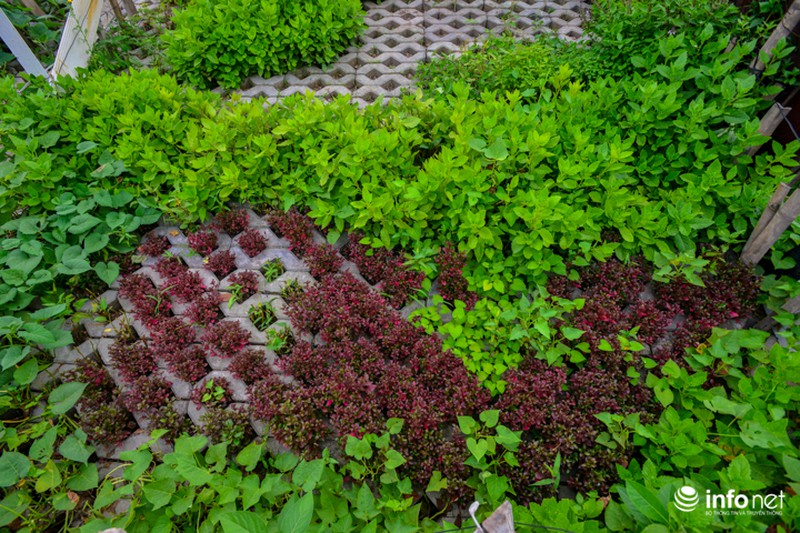 Người Hà Nội trồng rau trong hộc đá, bờ kè như ruộng bậc thang - ảnh 10