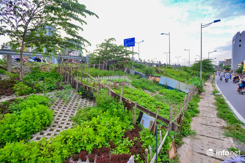 Người Hà Nội trồng rau trong hộc đá, bờ kè như ruộng bậc thang - ảnh 11