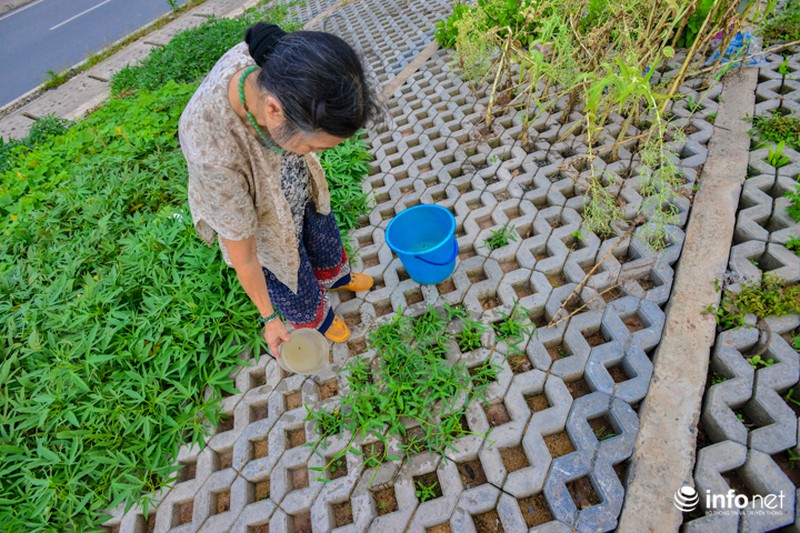 Người Hà Nội trồng rau trong hộc đá, bờ kè như ruộng bậc thang - ảnh 12
