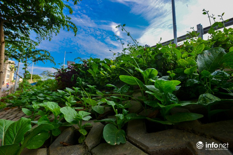 Người Hà Nội trồng rau trong hộc đá, bờ kè như ruộng bậc thang - ảnh 1