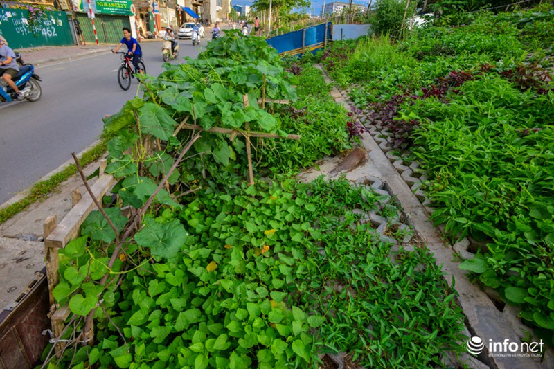 Người Hà Nội trồng rau trong hộc đá, bờ kè như ruộng bậc thang - ảnh 2