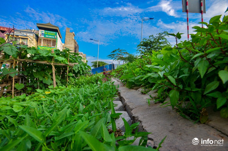Người Hà Nội trồng rau trong hộc đá, bờ kè như ruộng bậc thang - ảnh 3