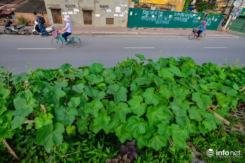 Người Hà Nội trồng rau trong hộc đá, bờ kè như ruộng bậc thang - ảnh 4