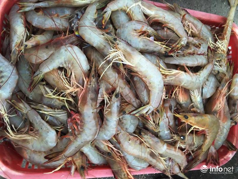 Hà Tĩnh: Ngư dân