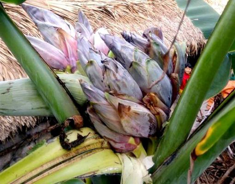 Thanh Hóa: Người dân ùn ùn kéo nhau đi xem cây chuối ra