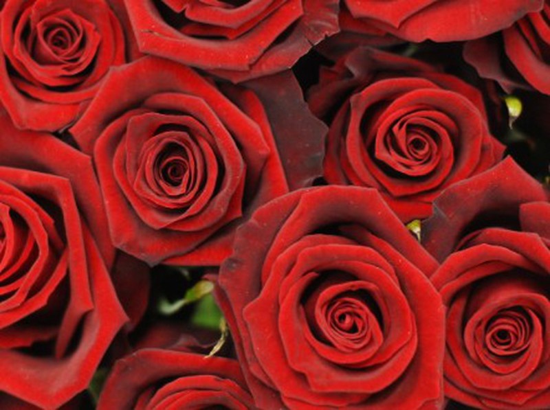 9 kiểu cầu hôn điên rồ nhưng