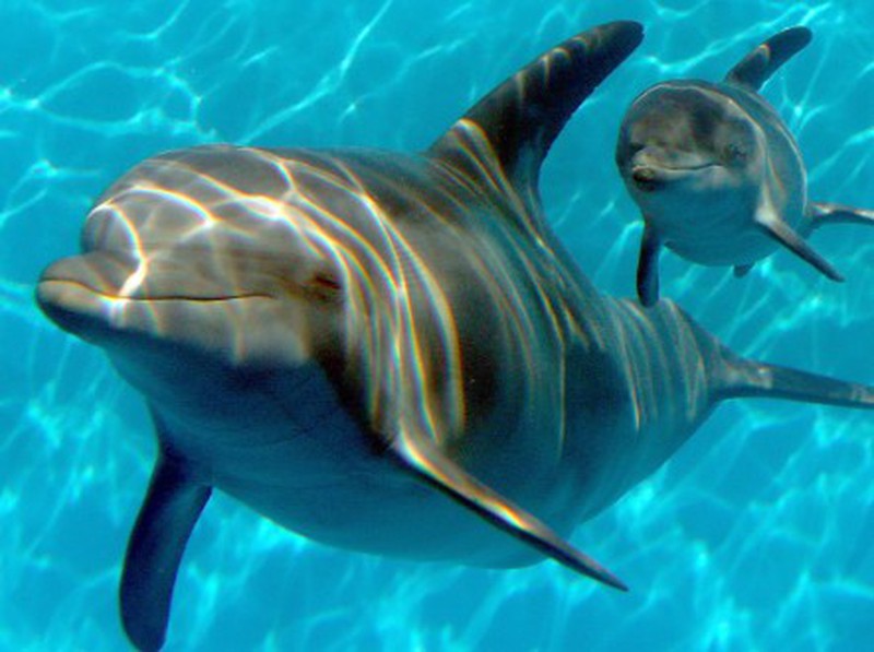 9 kiểu cầu hôn điên rồ nhưng