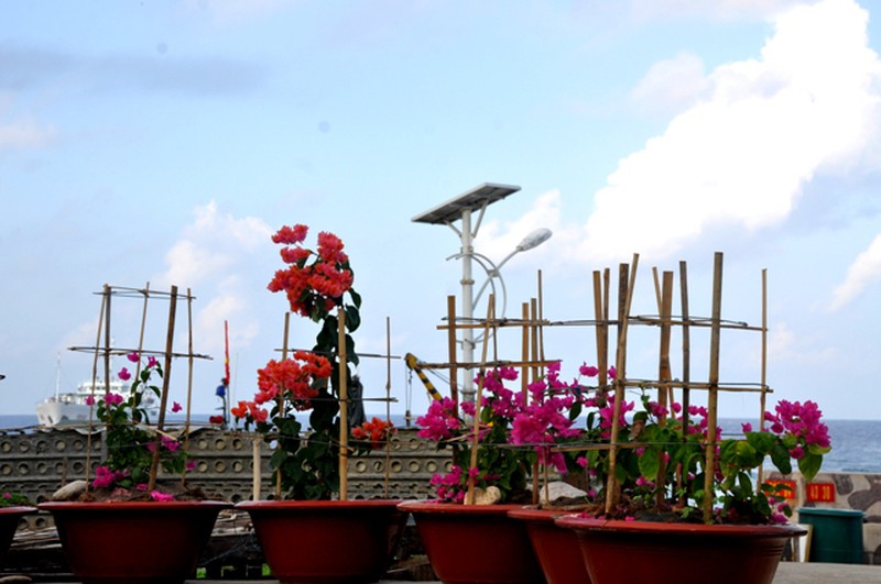 Hoa ở Trường Sa - ảnh 1
