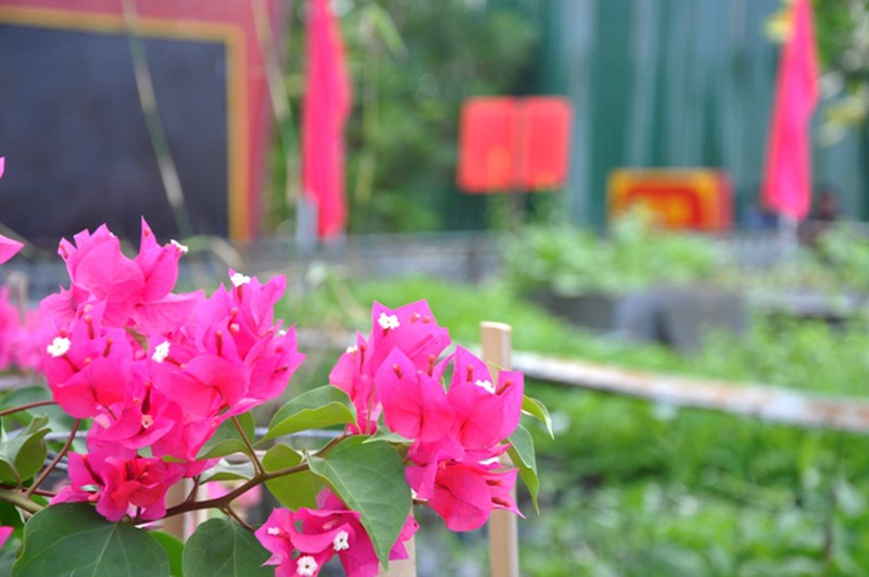 Hoa ở Trường Sa - ảnh 2
