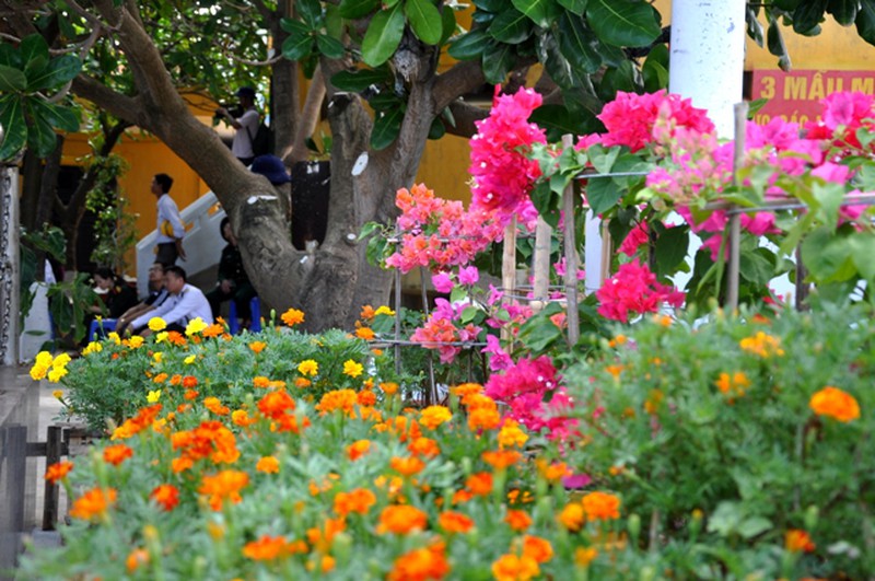 Hoa ở Trường Sa - ảnh 3