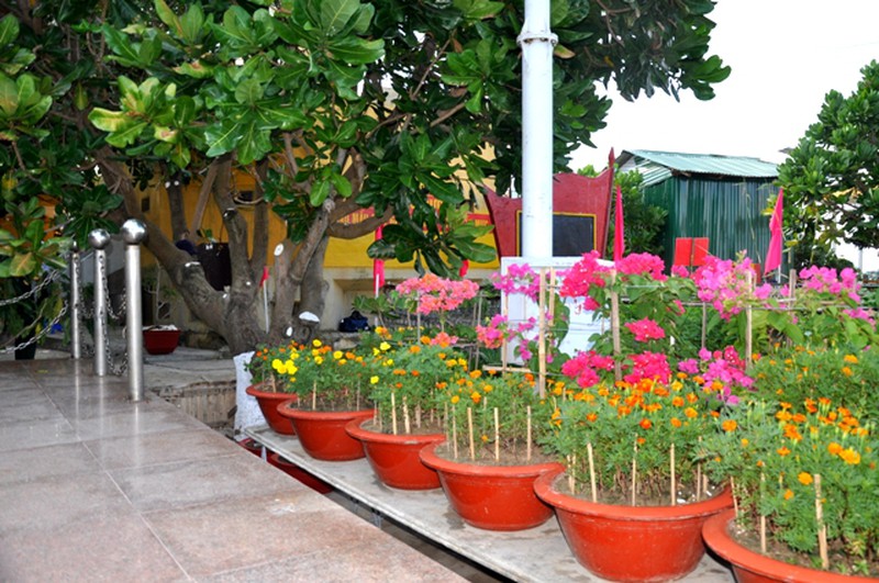 Hoa ở Trường Sa - ảnh 4