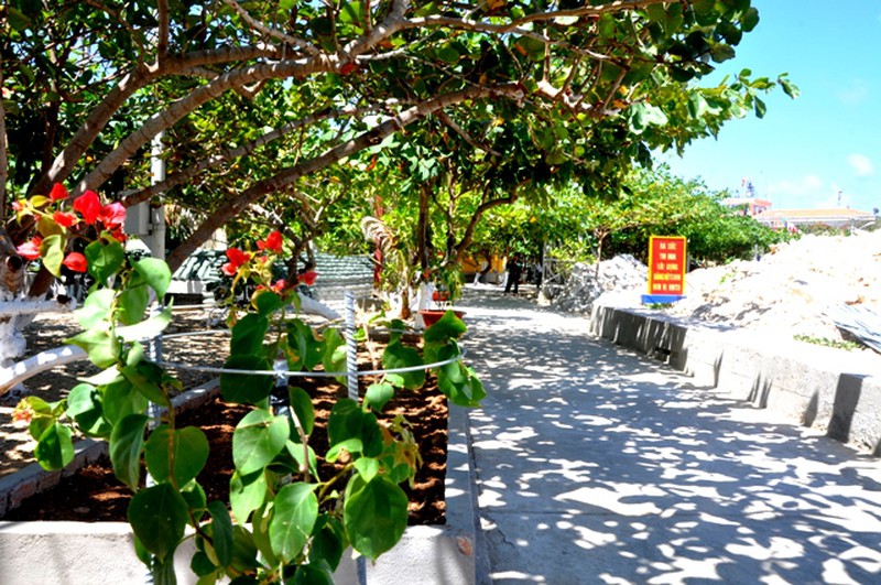 Hoa ở Trường Sa - ảnh 12