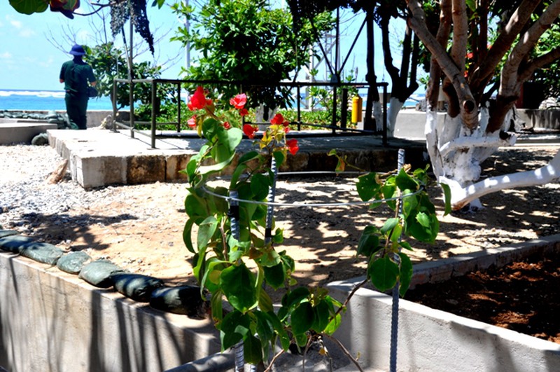 Hoa ở Trường Sa - ảnh 13