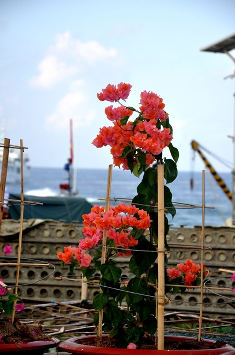 Hoa ở Trường Sa - ảnh 17