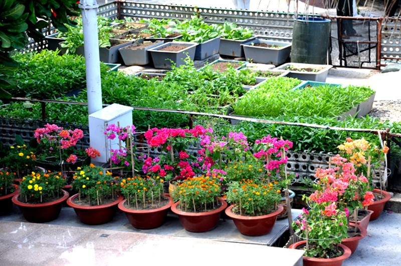 Hoa ở Trường Sa - ảnh 20