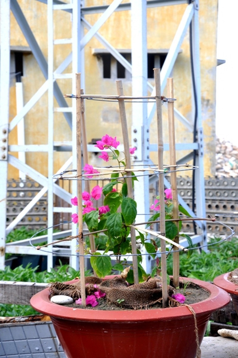 Hoa ở Trường Sa - ảnh 21