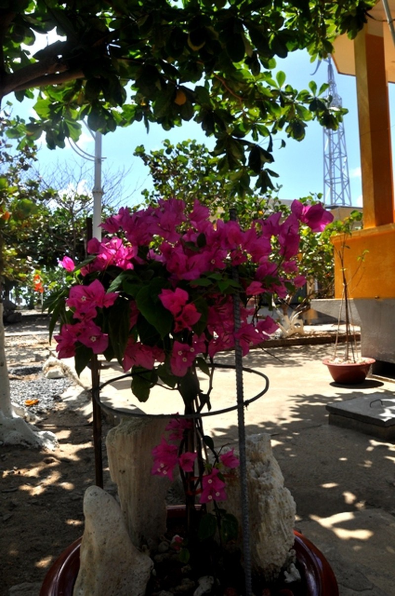 Hoa ở Trường Sa - ảnh 25