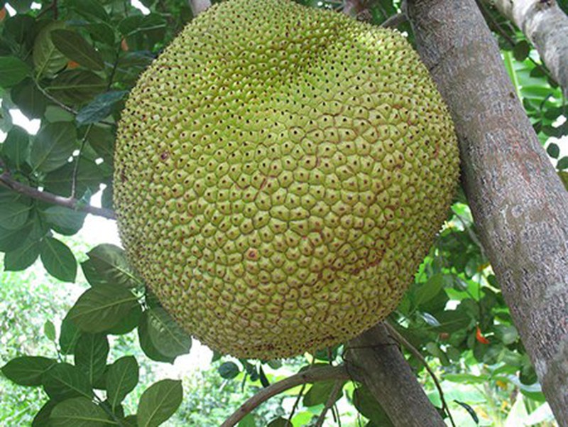 Những loại quả không hạt gây sốt thị trường Việt - ảnh 3