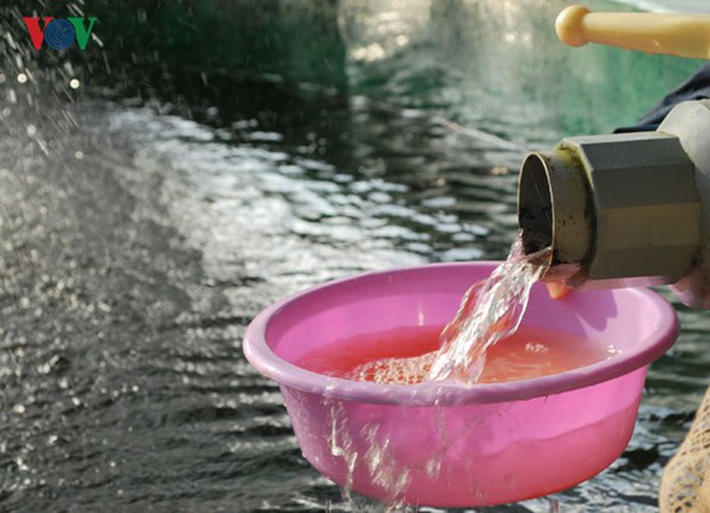 Tận mắt xem cá hồi sinh sản ở Việt Nam - ảnh 12