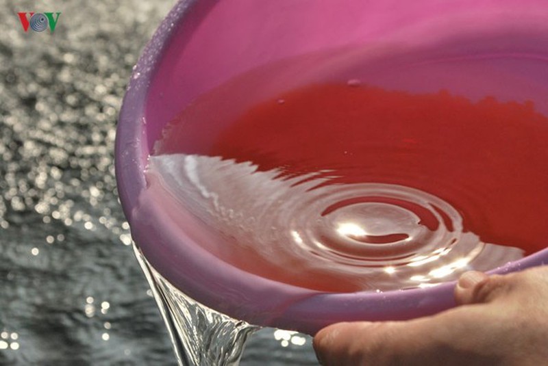 Tận mắt xem cá hồi sinh sản ở Việt Nam - ảnh 13