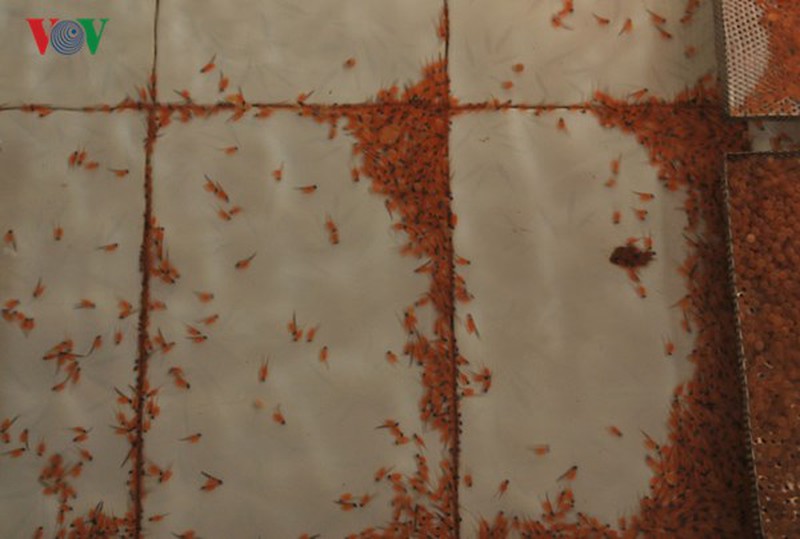 Tận mắt xem cá hồi sinh sản ở Việt Nam - ảnh 15