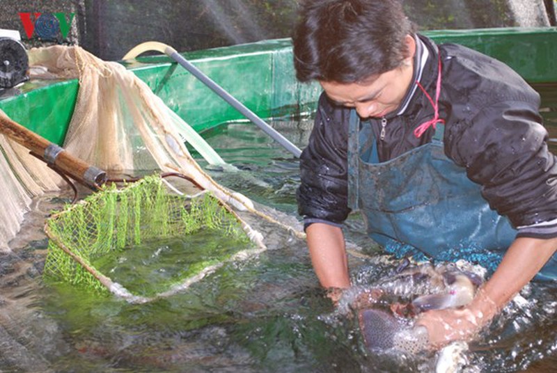 Tận mắt xem cá hồi sinh sản ở Việt Nam - ảnh 2