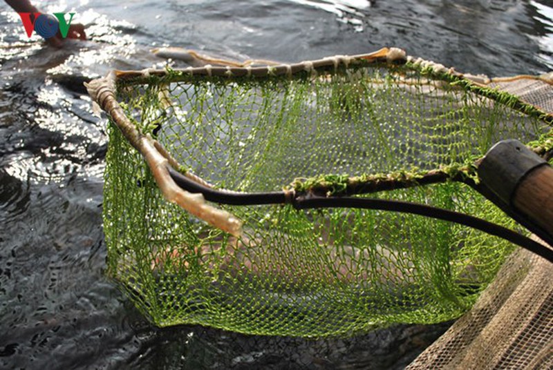 Tận mắt xem cá hồi sinh sản ở Việt Nam - ảnh 3