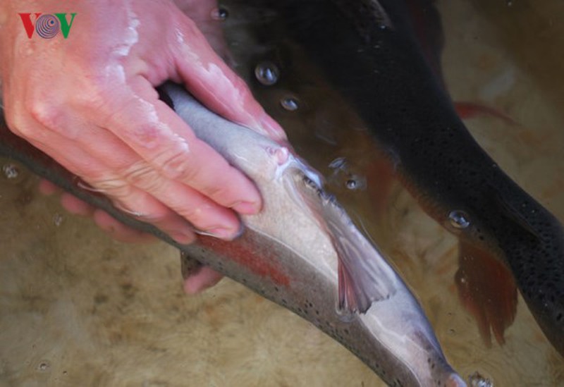 Tận mắt xem cá hồi sinh sản ở Việt Nam - ảnh 5